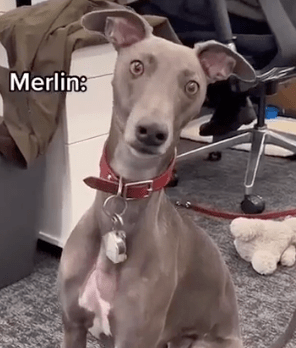 merlin the grey dog coworker